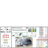 گونه ول حفار کردی Transcaucasian Mole-Vole